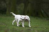 DOGUE ARGENTIN 295